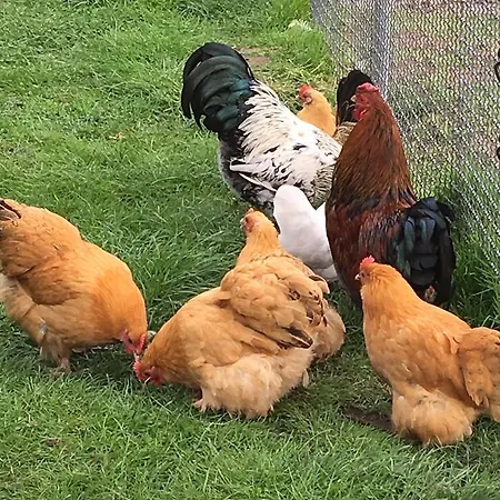 Logies Tuin Der Zinnen 3*
